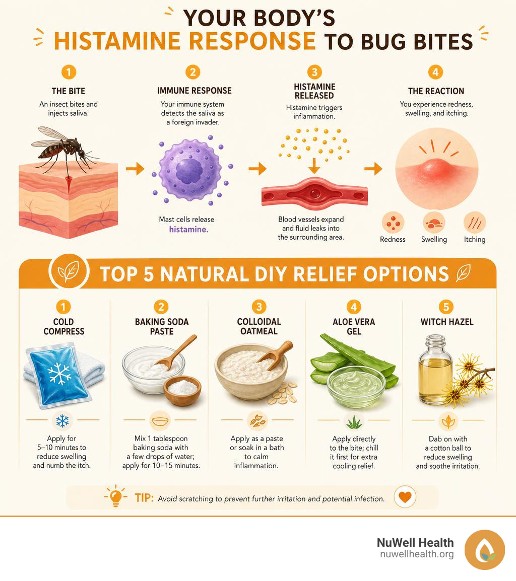Infographic showing the body's histamine response to bug bites and top 5 natural DIY relief options infographic