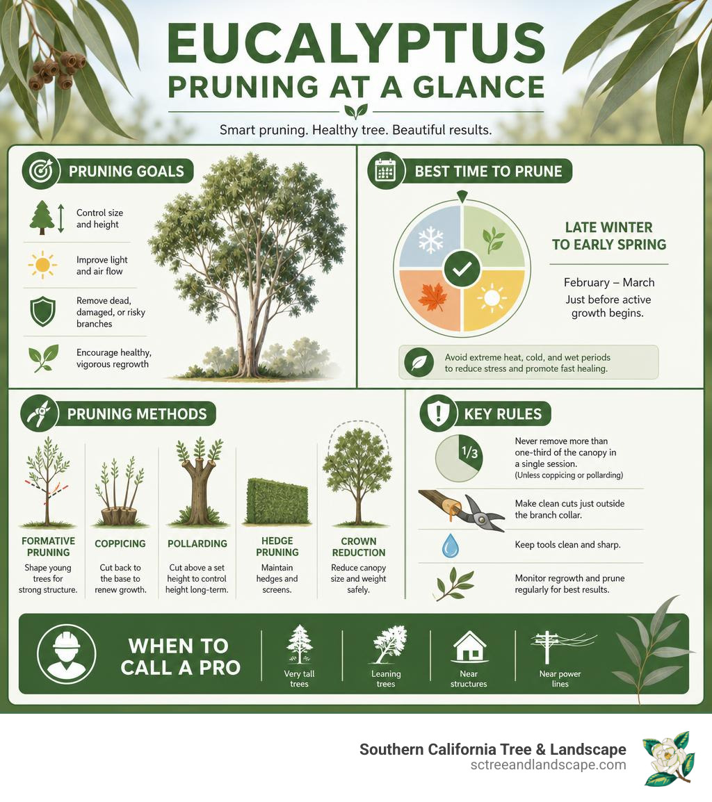Infographic showing eucalyptus pruning goals, timing, methods, and key rules for healthy regrowth infographic