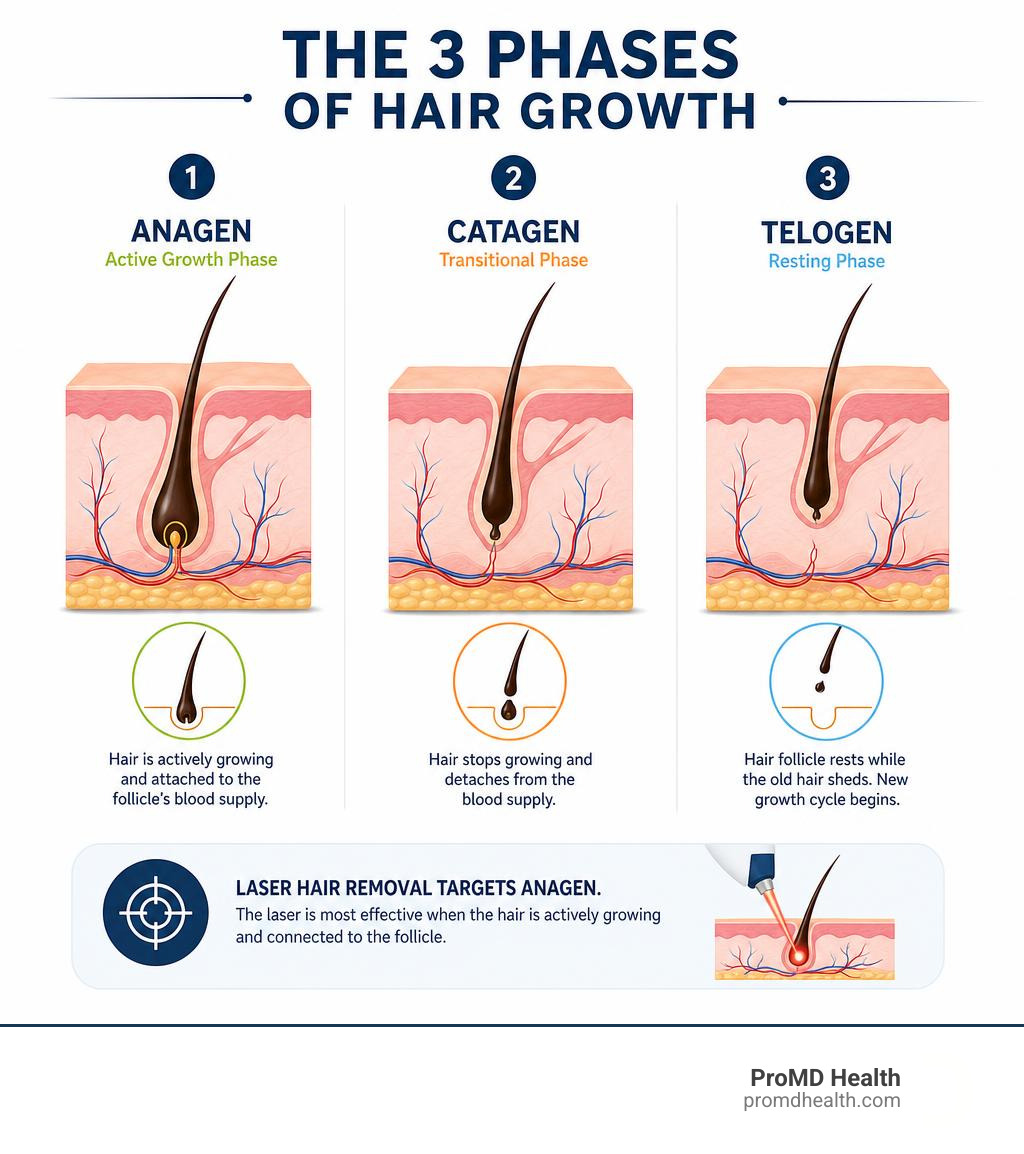 Diagram illustrating the three phases of hair growth: Anagen, Catagen, and Telogen infographic Diagram illustrating the three phases of hair growth: Anagen, Catagen, and Telogen infographic