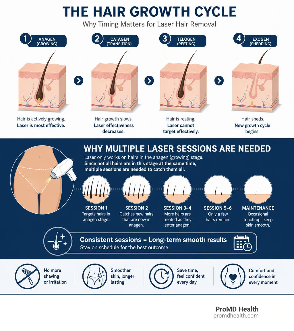 Infographic showing the hair growth cycle stages and why multiple laser sessions are needed for Brazilian hair removal Infographic showing the hair growth cycle stages and why multiple laser sessions are needed for Brazilian hair removal