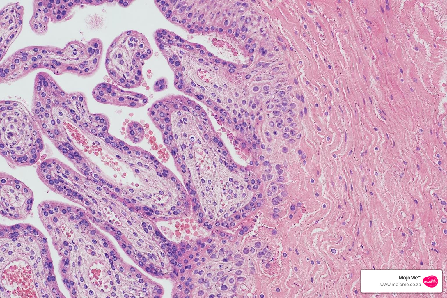 cellular structure of the placenta and extracellular matrix cellular structure of the placenta and extracellular matrix