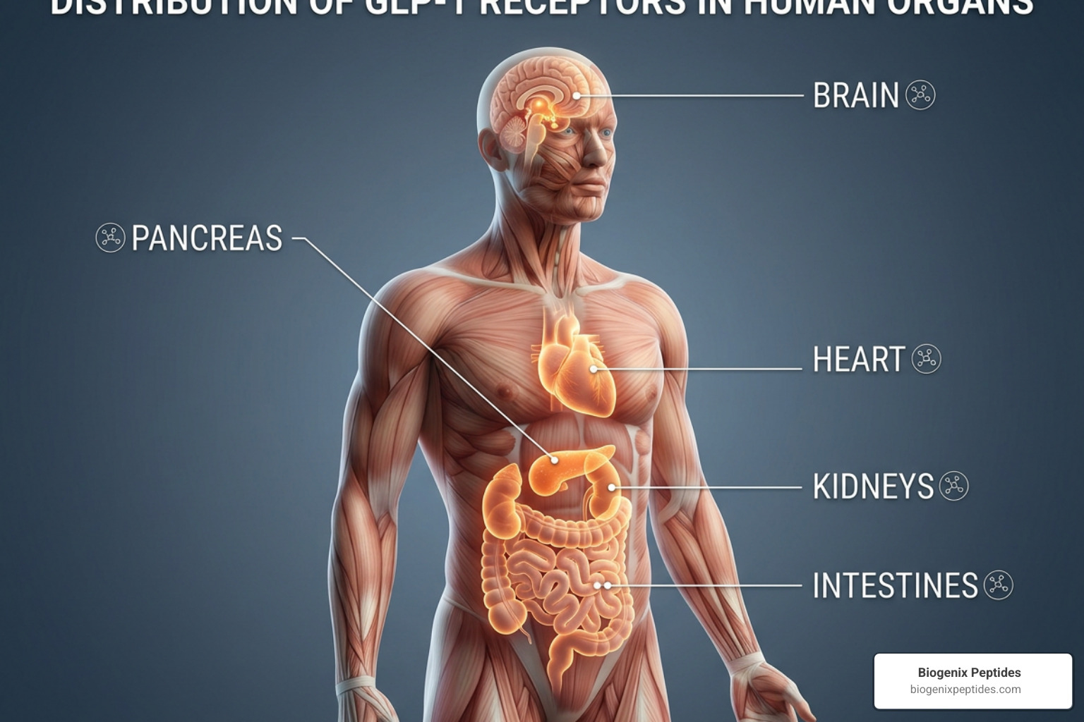 GLP-1 receptor expression tissues