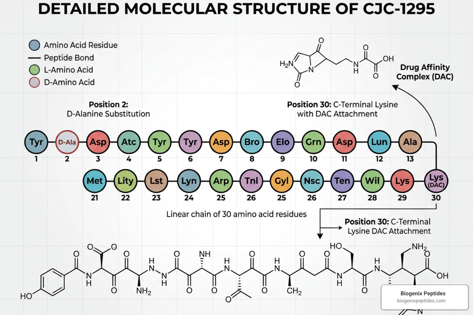 Detailed molecular structure of the CJC-1295 peptide chain showing its amino acid modifications