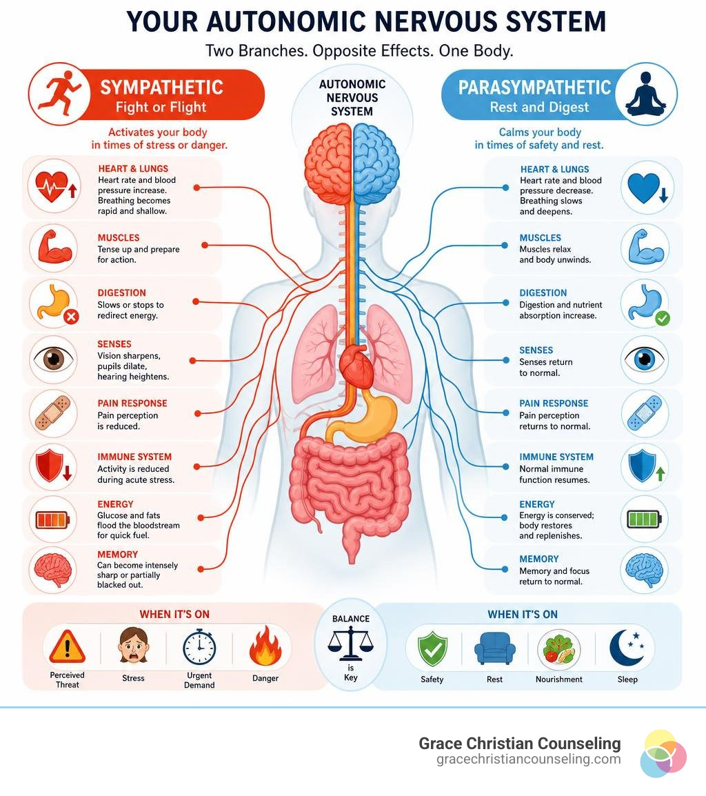 Infographic showing the autonomic nervous system's sympathetic and parasympathetic branches and their fight-or-flight