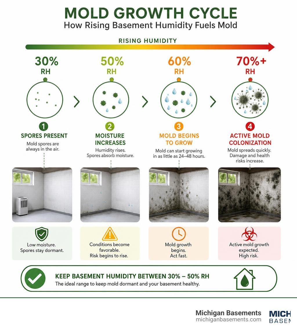 Infographic showing mold growth cycle stages linked to rising basement humidity levels from 30% to 70%+ RH infographic