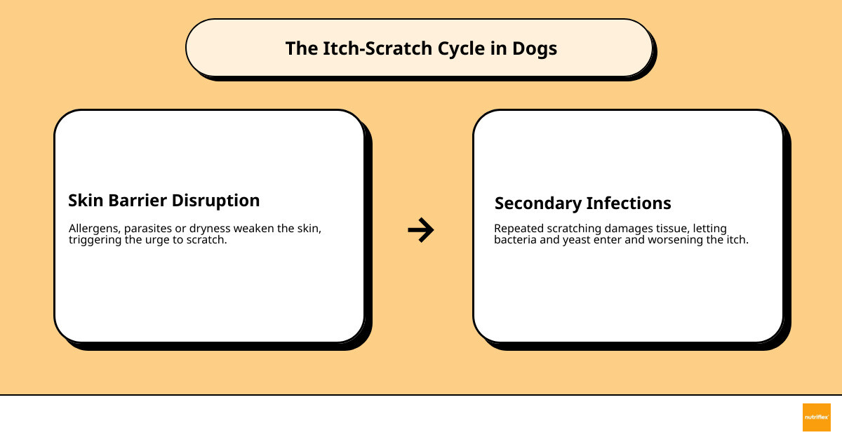 Infographic Showing The Itch-Scratch Cycle In Dogs, Common Causes And Five Home Remedy Options Infographic