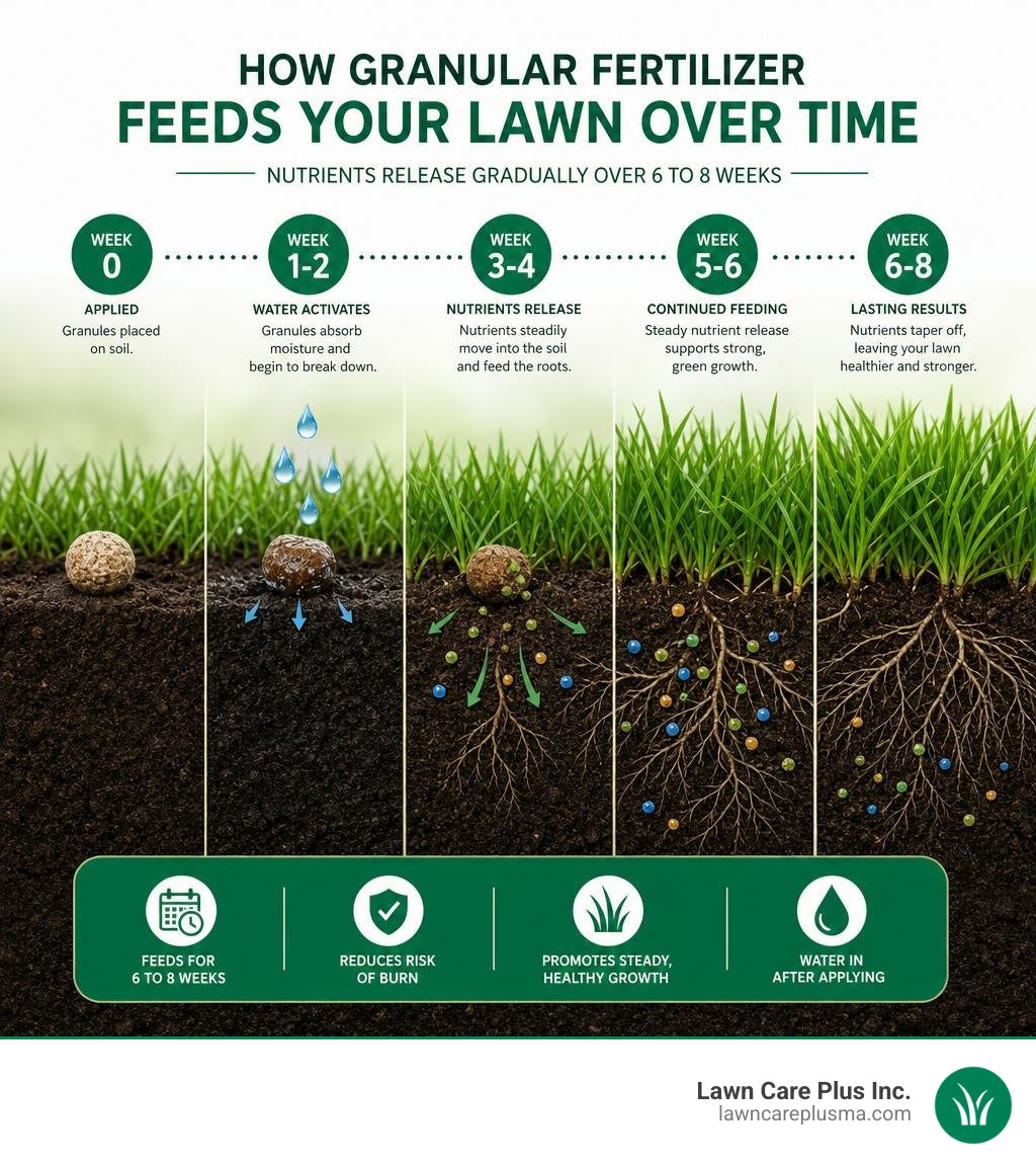 Infographic showing how granular fertilizer releases nutrients into soil over 6 to 8 weeks infographic Infographic showing how granular fertilizer releases nutrients into soil over 6 to 8 weeks infographic
