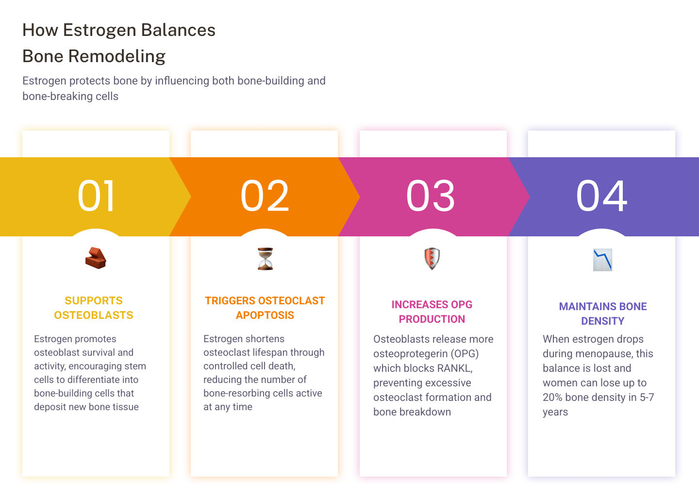 Infographic showing estrogen's balancing effect on osteoblasts and osteoclasts in bone remodeling infographic
