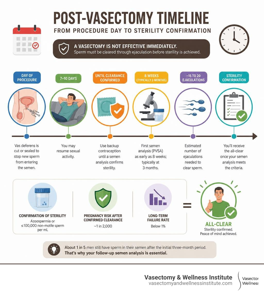 Post-vasectomy timeline from procedure day to sterility confirmation infographic infographic