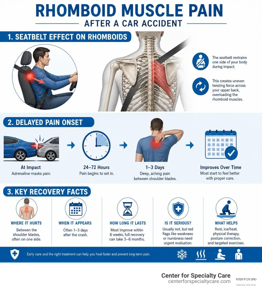 Infographic showing seatbelt effect on rhomboid muscles, delayed pain onset, and key recovery facts infographic Infographic showing seatbelt effect on rhomboid muscles, delayed pain onset, and key recovery facts infographic