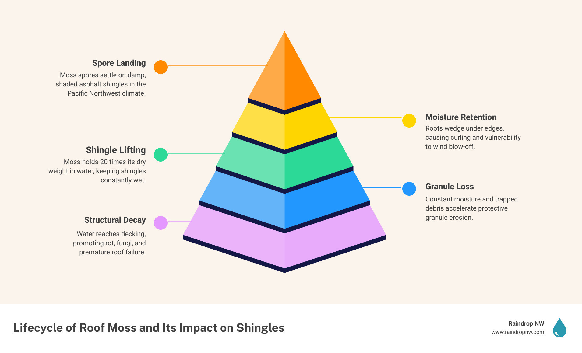 Infographic showing lifecycle of roof moss from spore to shingle damage and how removal stops each stage infographic