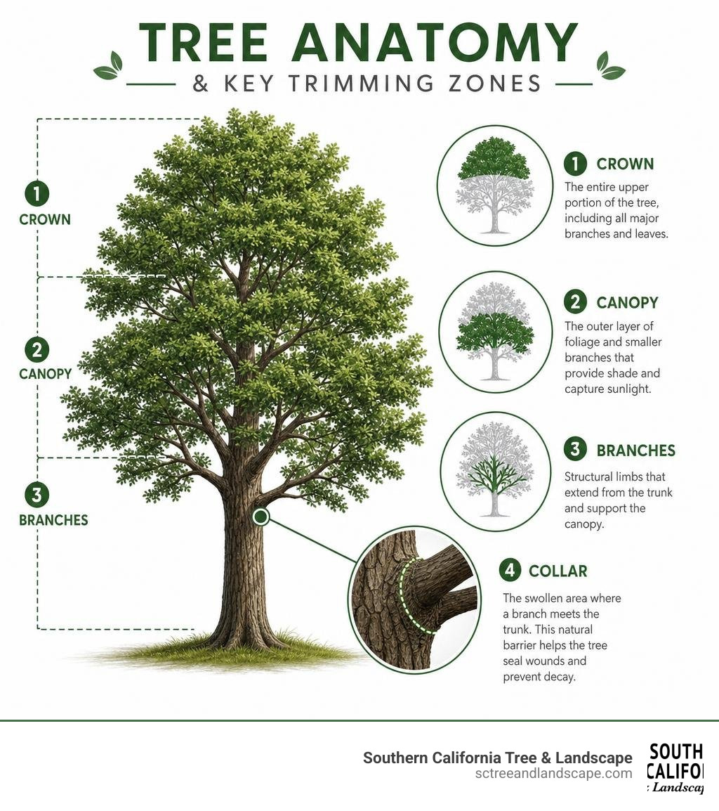 Infographic showing tree anatomy and key trimming zones including crown, canopy, branches, and collar infographic