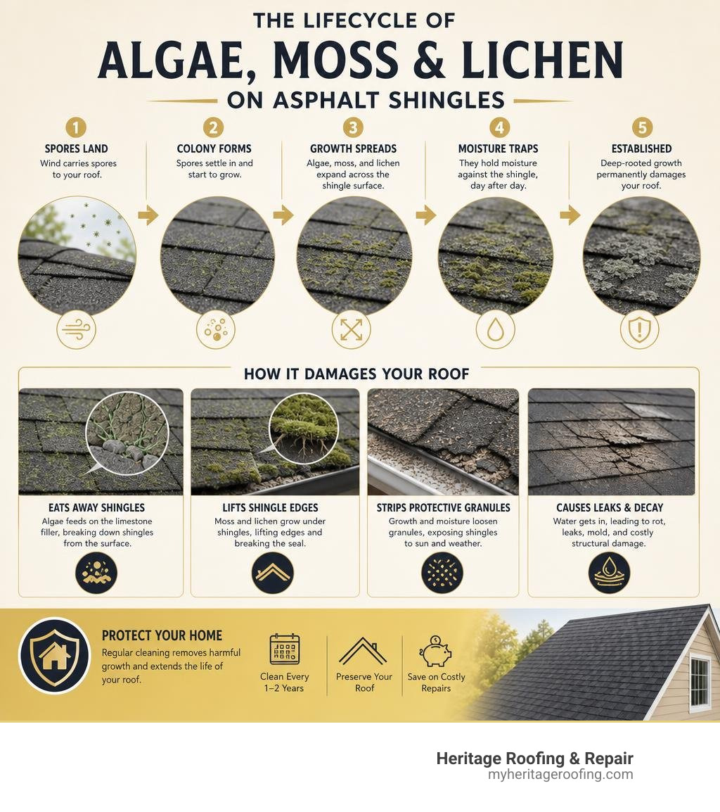 Lifecycle of algae moss and lichen growth on asphalt shingles and how it damages a roof infographic