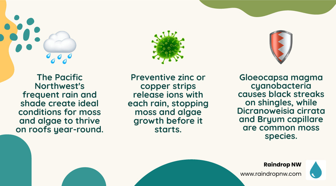 Moss vs algae lifecycle on PNW roofs: growth stages, causes, and prevention methods infographic Moss vs algae lifecycle on PNW roofs: growth stages, causes, and prevention methods infographic
