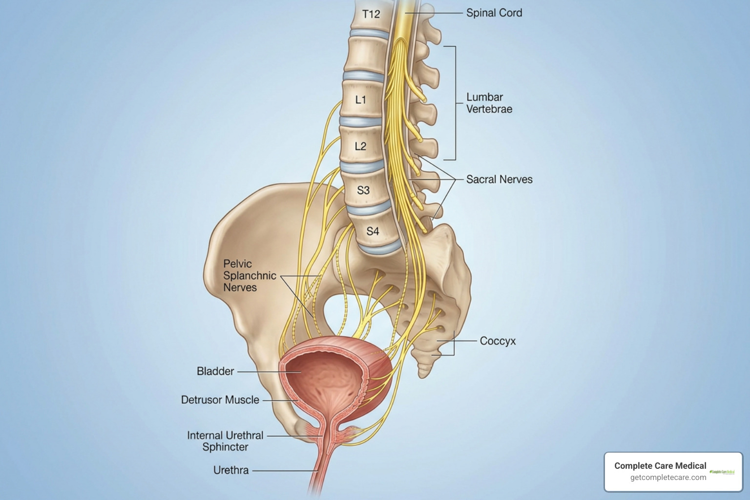 spinal cord and bladder connection diagram