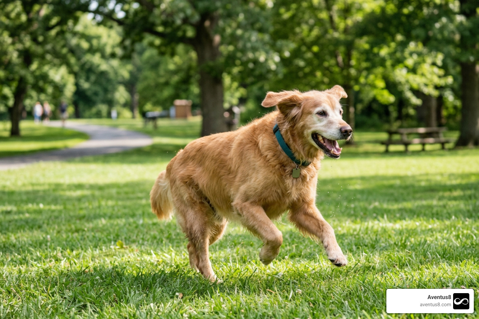 best hip and joint supplement for dogs best hip and joint supplement for dogs