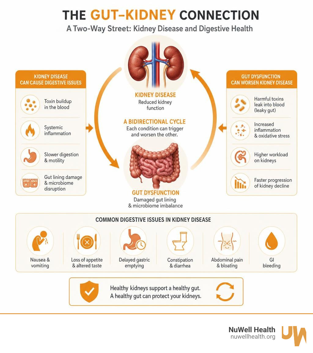 Bidirectional gut-kidney connection: how kidney disease causes digestive issues and vice versa infographic Bidirectional gut-kidney connection: how kidney disease causes digestive issues and vice versa infographic