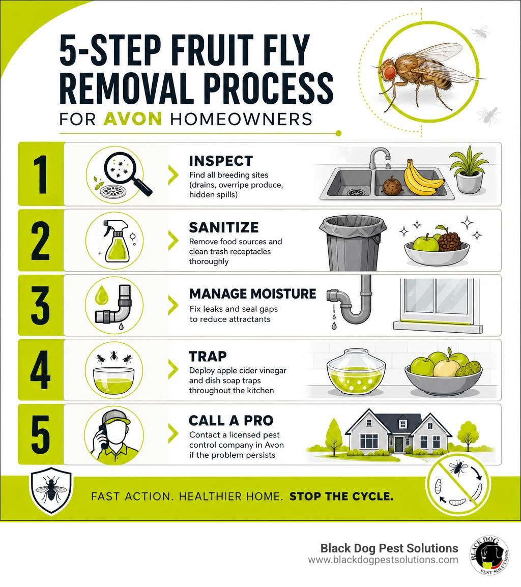 5-step fruit fly removal process for Avon homeowners with key actions per step infographic 5-step fruit fly removal process for Avon homeowners with key actions per step infographic