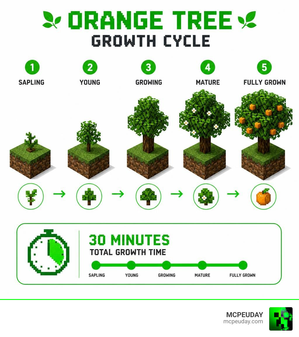 Orange Tree growth cycle from sapling to fully grown fruit tree with 5 stages and 30-minute timer infographic Orange Tree growth cycle from sapling to fully grown fruit tree with 5 stages and 30-minute timer infographic