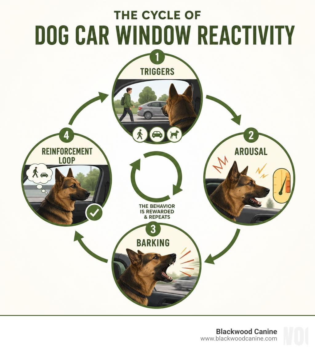 cycle of dog car window reactivity: triggers, arousal, barking, reinforcement loop infographic cycle of dog car window reactivity: triggers, arousal, barking, reinforcement loop infographic