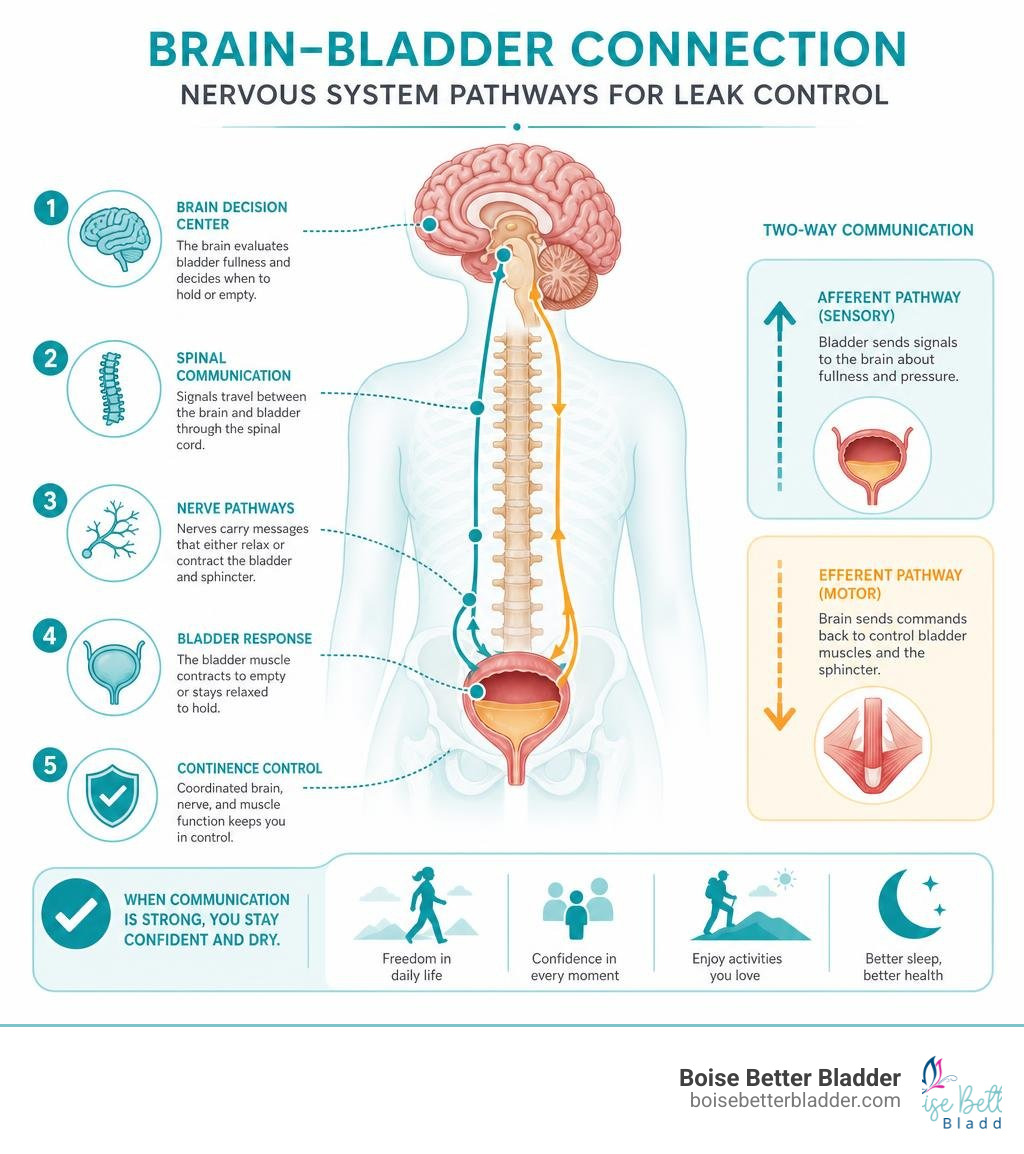Brain-bladder connection and nerve communication pathways for bladder leak control infographic
