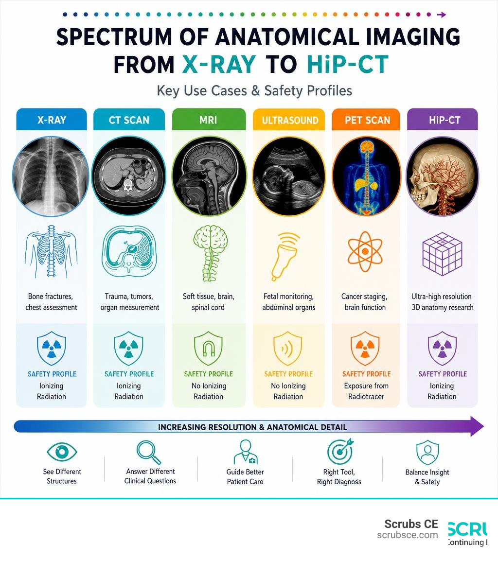 Spectrum of anatomical imaging modalities from X-ray to HiP-CT with key use cases and safety profiles infographic Spectrum of anatomical imaging modalities from X-ray to HiP-CT with key use cases and safety profiles infographic