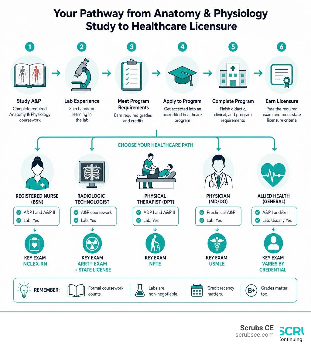 Pathway from anatomy and physiology study to professional healthcare licensure, by profession infographic Pathway from anatomy and physiology study to professional healthcare licensure, by profession infographic