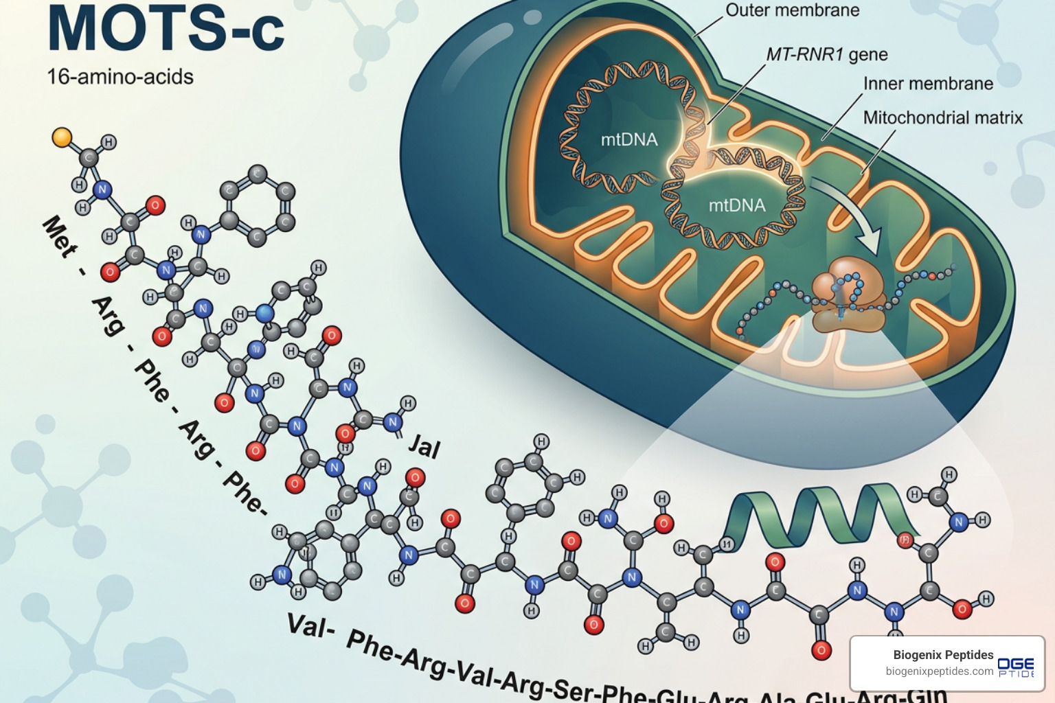 MOTS-c molecular structure and its origin within the mitochondrial genome