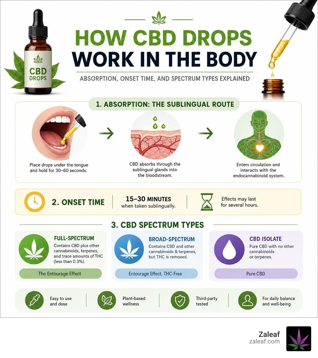 How CBD drops work in the body — absorption, onset time, and spectrum types explained infographic How CBD drops work in the body — absorption, onset time, and spectrum types explained infographic