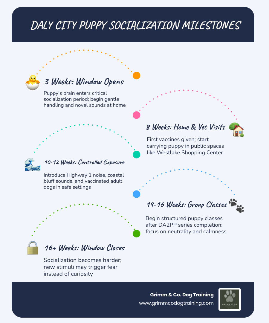 Timeline of Daly City puppy socialization milestones from 3 weeks to 16 weeks infographic Timeline of Daly City puppy socialization milestones from 3 weeks to 16 weeks infographic