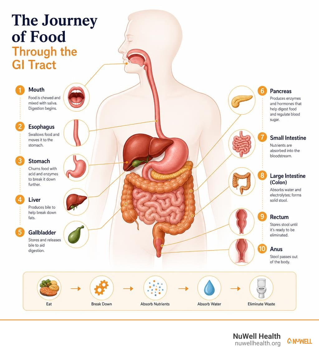 Journey of food through the GI tract from mouth to rectum with key organs labeled infographic