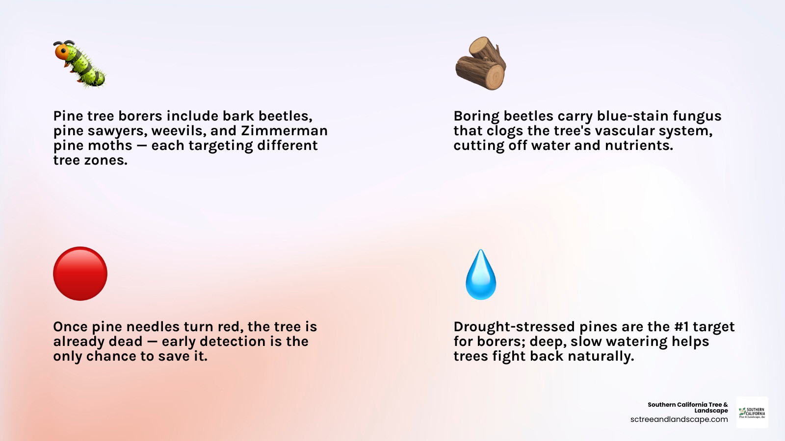 Pine tree borer infestation warning signs, treatment steps, and prevention tips infographic infographic