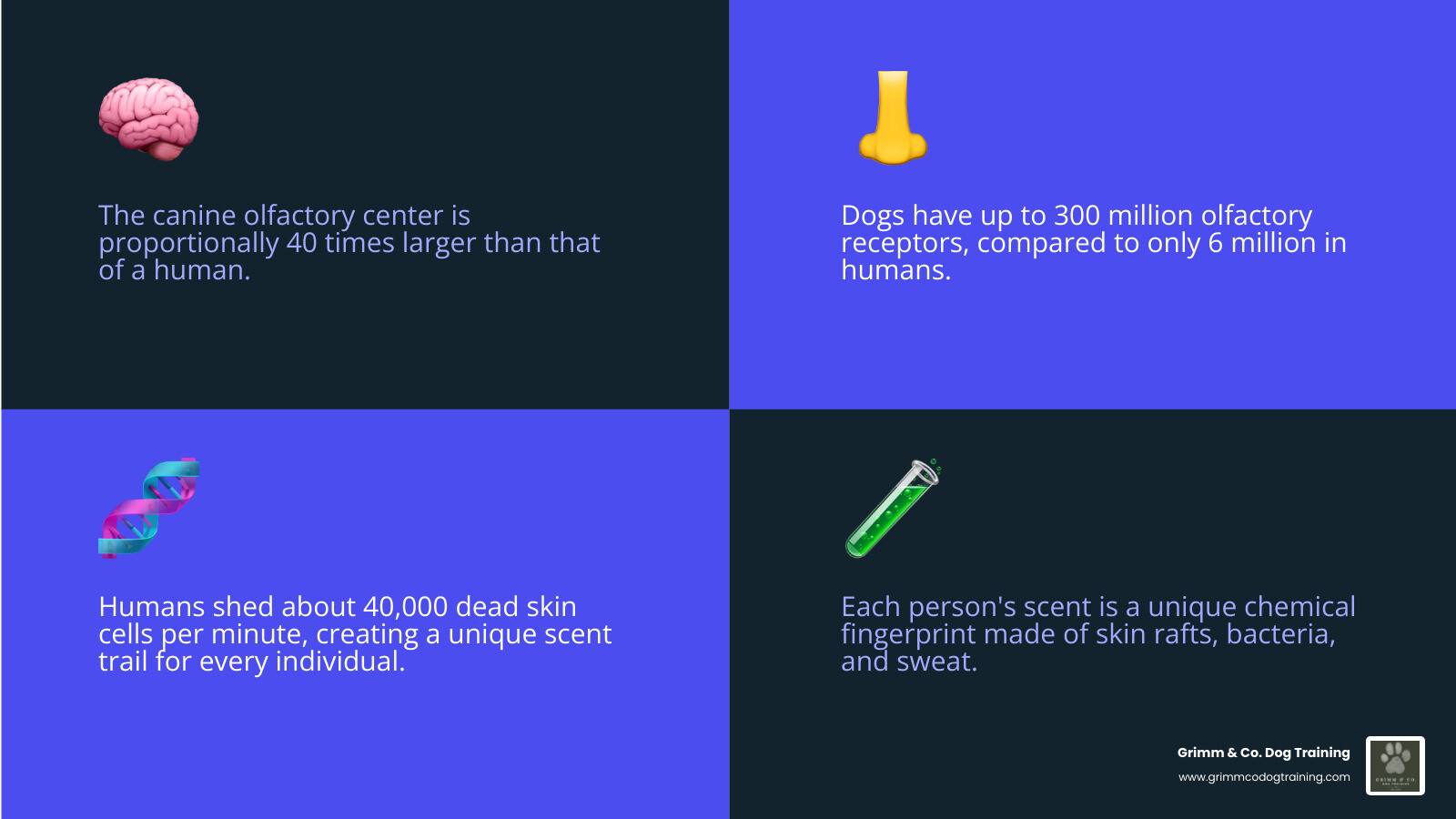 Infographic: 5 key facts about mantrailing dog training for beginners infographic Infographic: 5 key facts about mantrailing dog training for beginners infographic