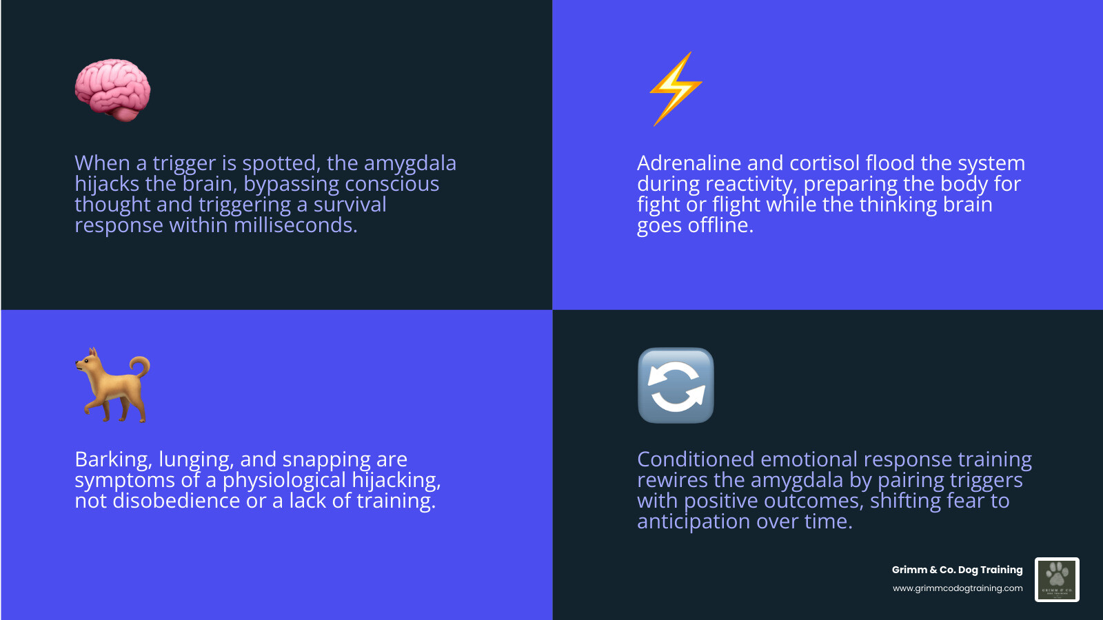 Infographic: CER dog reactivity overview showing trigger, emotional response, nervous system state, and training approach Infographic: CER dog reactivity overview showing trigger, emotional response, nervous system state, and training approach