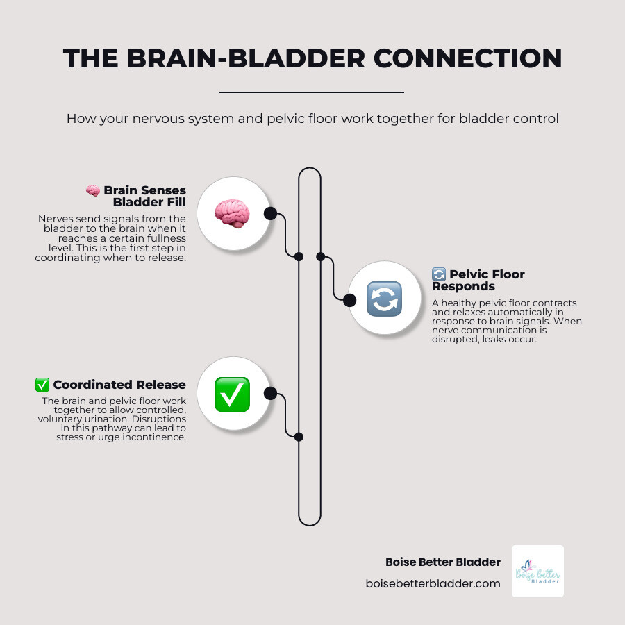 bladder-brain connection pathway diagram showing nerve communication and pelvic floor infographic