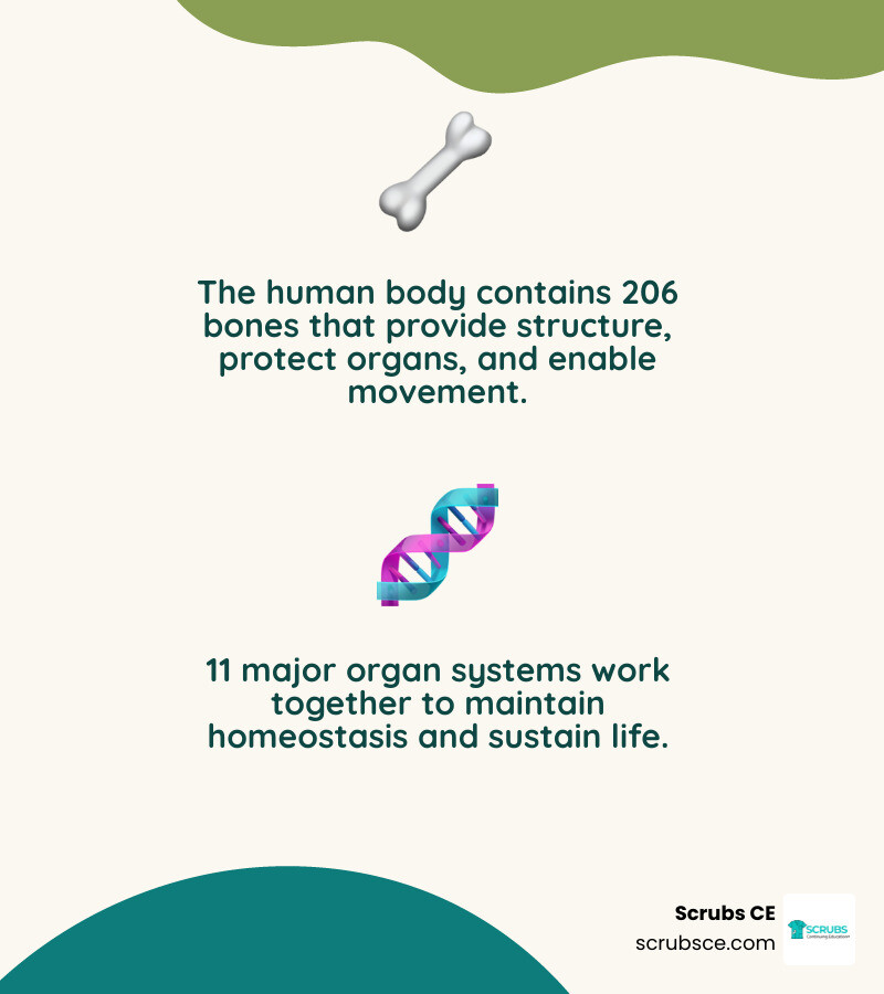 Infographic showing the 11 major organ systems of the human body and what each one does infographic Infographic showing the 11 major organ systems of the human body and what each one does infographic
