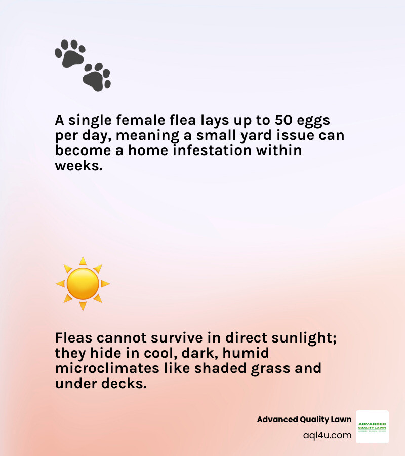 flea life cycle in yard from egg to adult stages and where each stage lives outdoors infographic