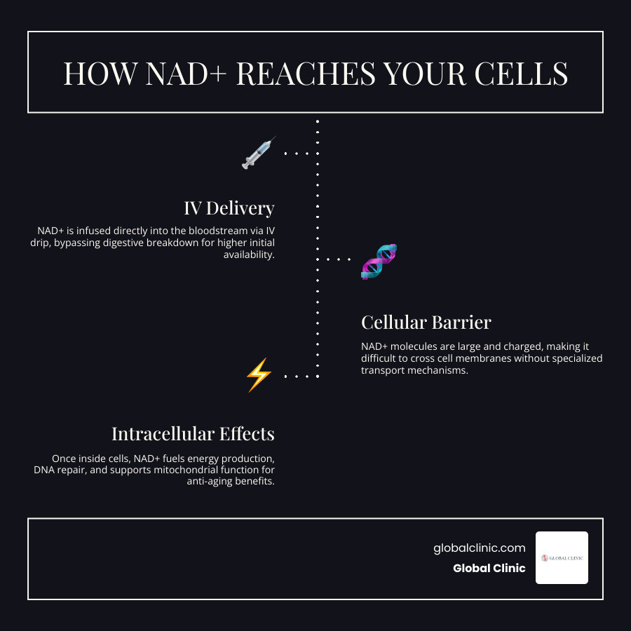 NAD+ pathway from bloodstream to cellular energy production and DNA repair infographic infographic NAD+ pathway from bloodstream to cellular energy production and DNA repair infographic infographic
