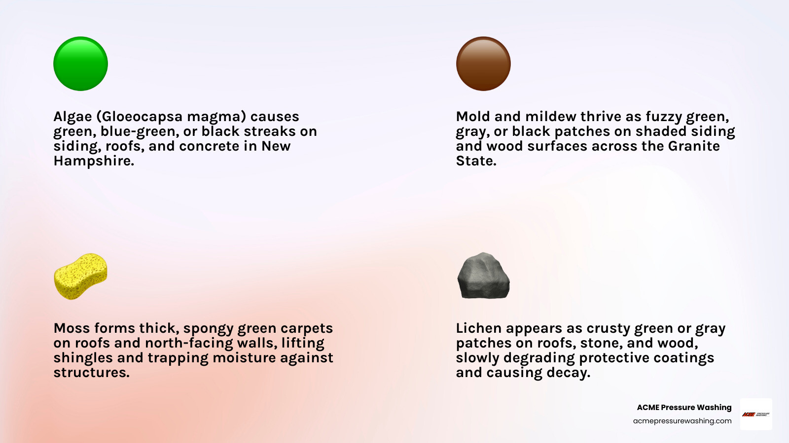 Lifecycle of siding algae on New Hampshire homes — from spore to full green discoloration infographic