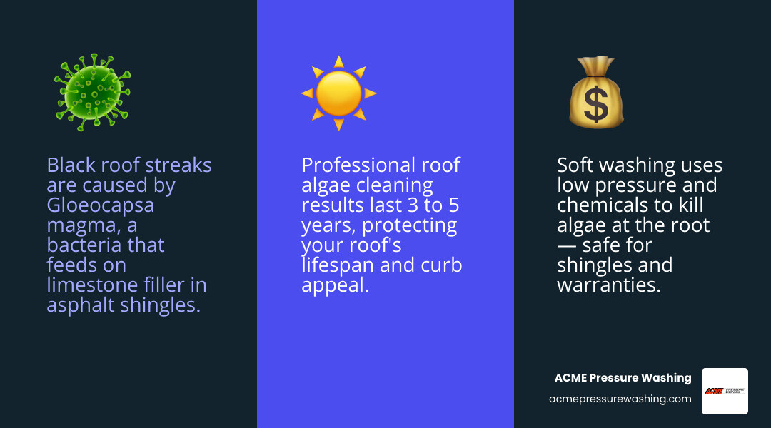 Infographic showing roof algae damage stages, cleaning methods, costs, and results timeline infographic