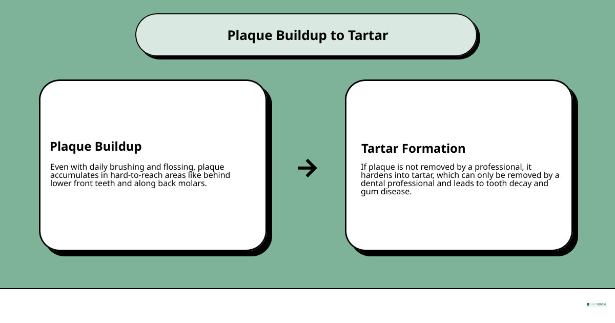 Stages of plaque turning into tartar and the role of professional dental cleanings infographic