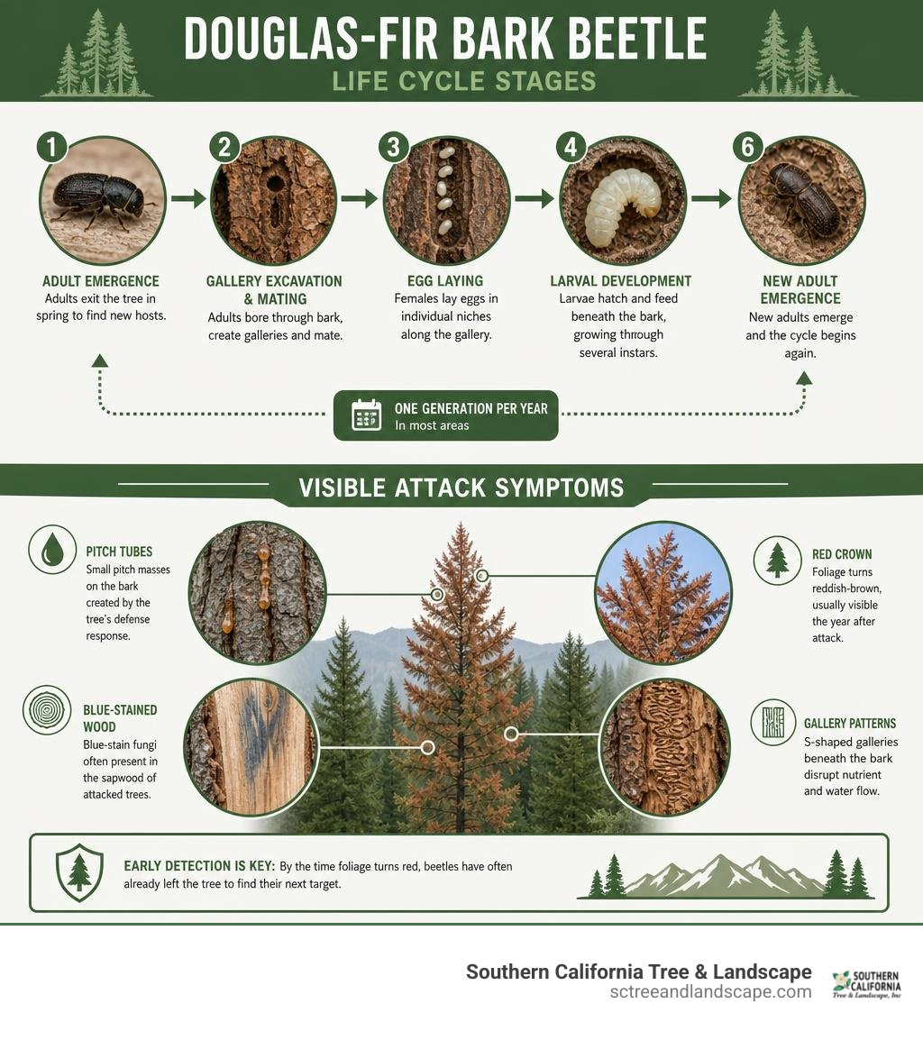 Douglas-fir bark beetle life cycle stages and visible attack symptoms infographic infographic