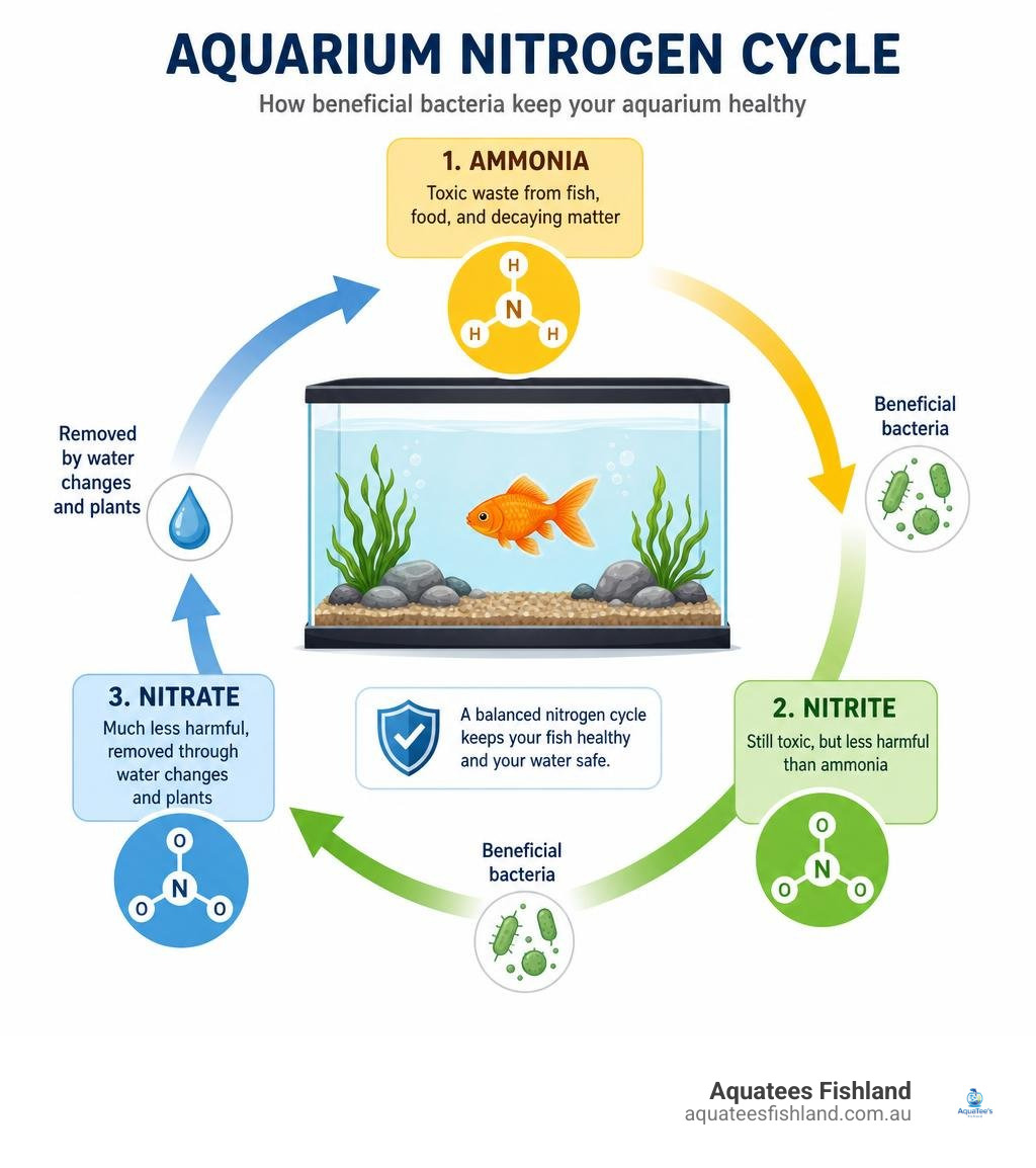 simple beginner diagram of the aquarium nitrogen cycle from ammonia to nitrite and nitrate infographic