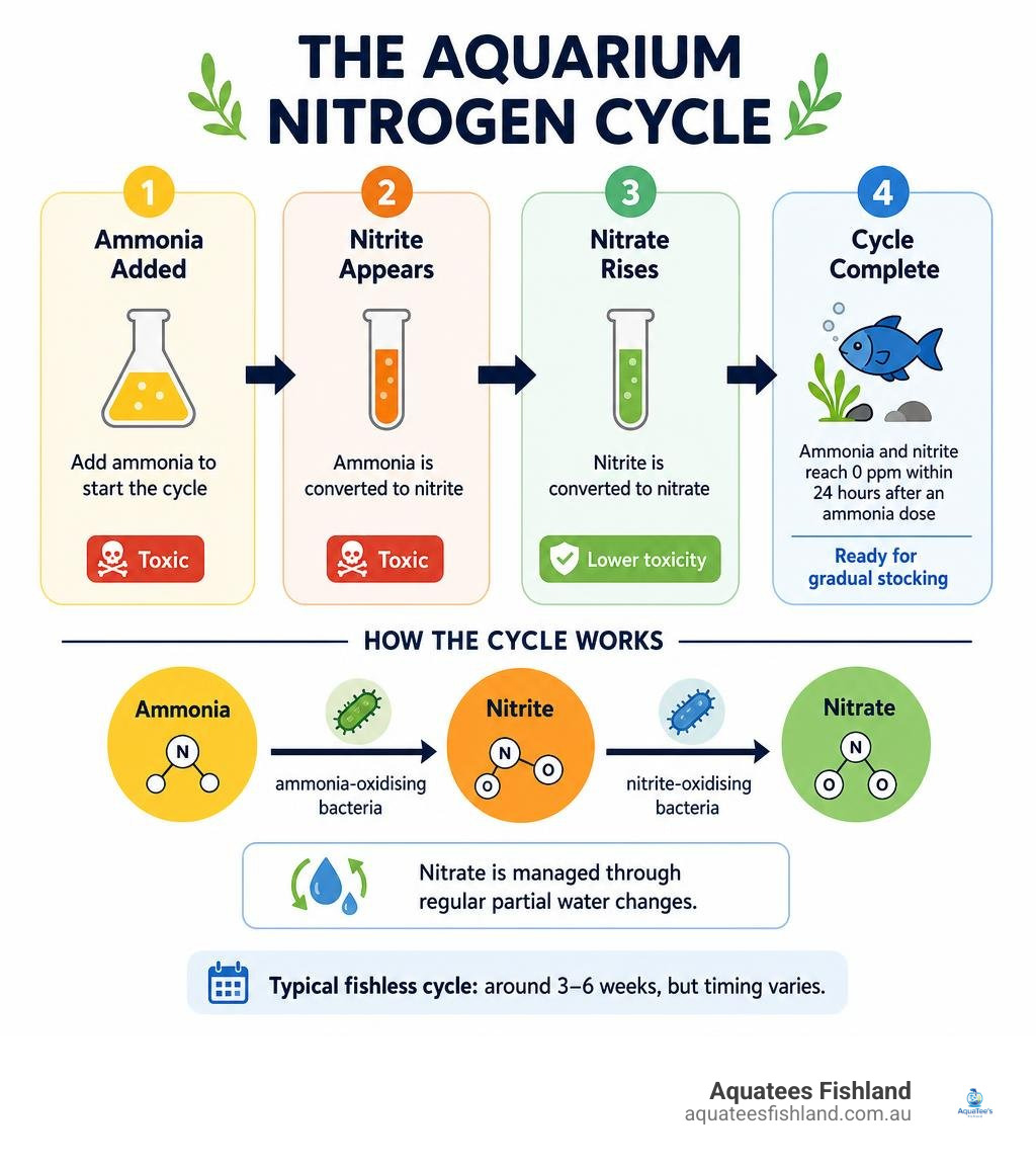 Diagram of the aquarium nitrogen cycle timeline from ammonia spike to nitrate conversion