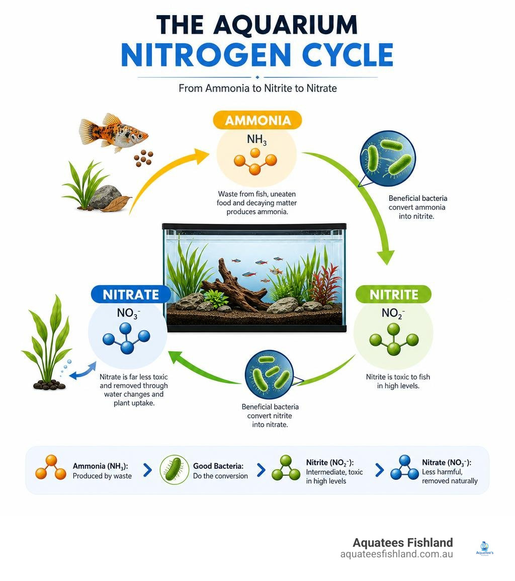 The aquarium nitrogen cycle process from ammonia to nitrite and nitrate infographic