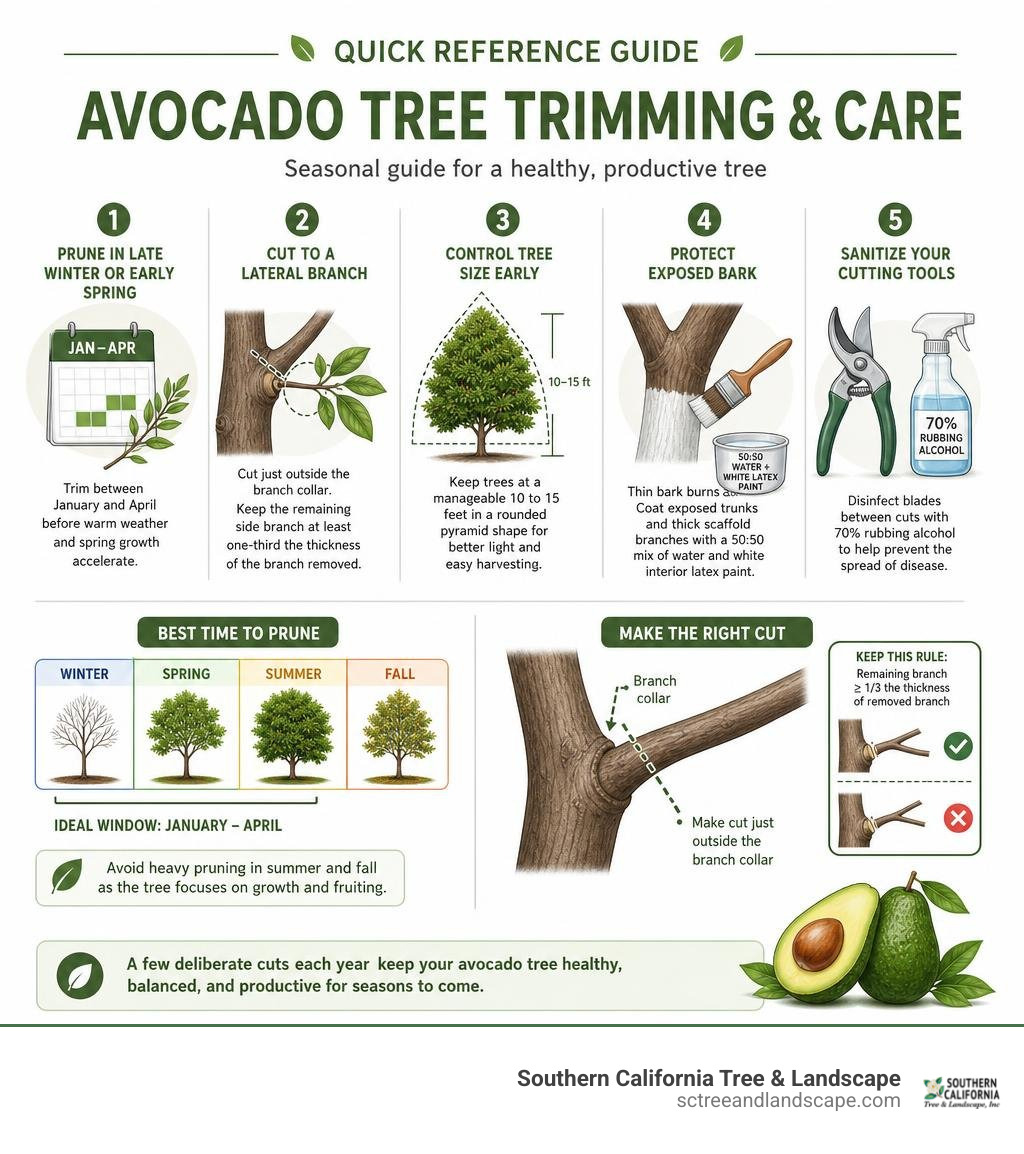 Quick reference guide to seasonal avocado tree trimming and care infographic Quick reference guide to seasonal avocado tree trimming and care infographic