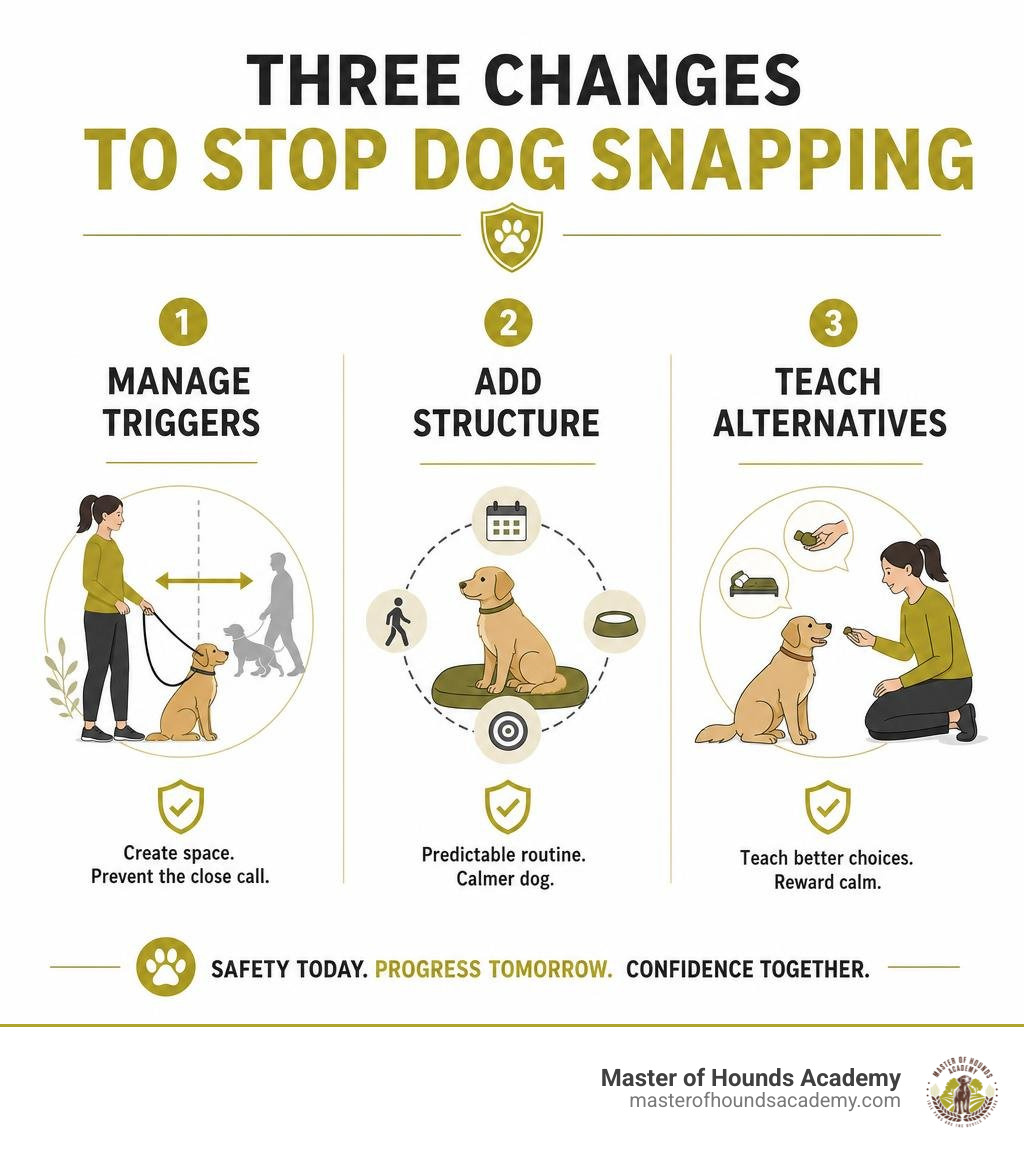 Three changes to stop dog snapping: manage triggers, add structure, teach alternatives infographic