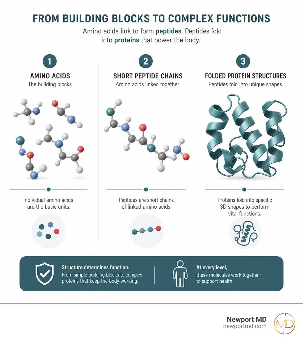 Infographic comparing amino acids, short peptide chains, and folded protein structures infographic Infographic comparing amino acids, short peptide chains, and folded protein structures infographic