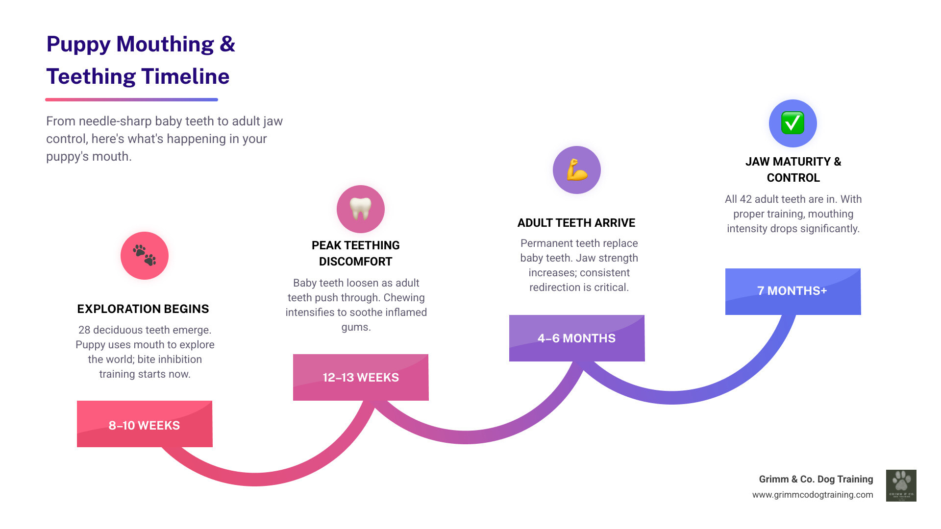 Puppy developmental biting and dental stages from 8 weeks to 7 months infographic Puppy developmental biting and dental stages from 8 weeks to 7 months infographic