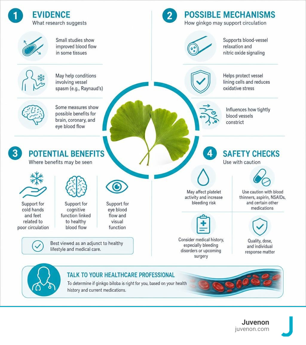 Ginkgo circulation evidence, possible mechanisms, benefits, and safety checks infographic